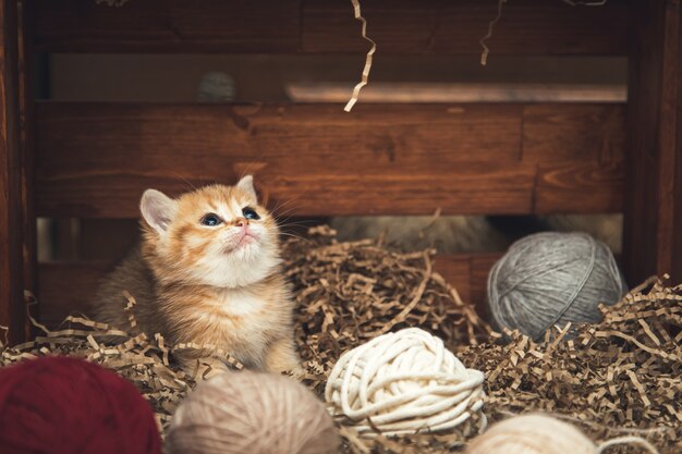 Chaton British shorthair jouant avec des pelotes de fil dans une boîte en bois. Style rustique.