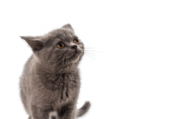 Chaton British shorthair levant isolé sur blanc.