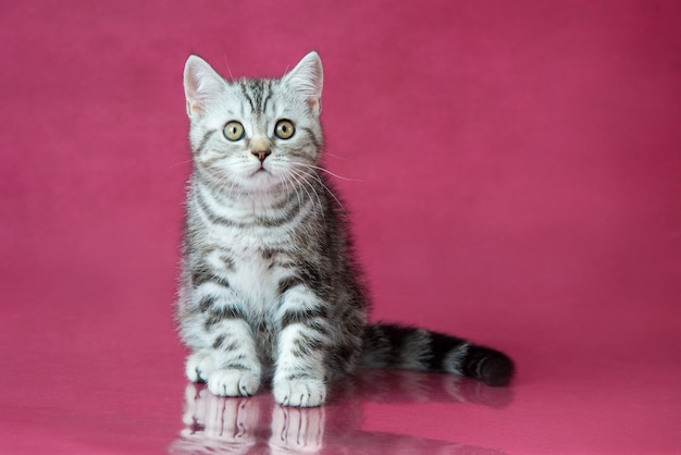 Chaton British shorthair tabby