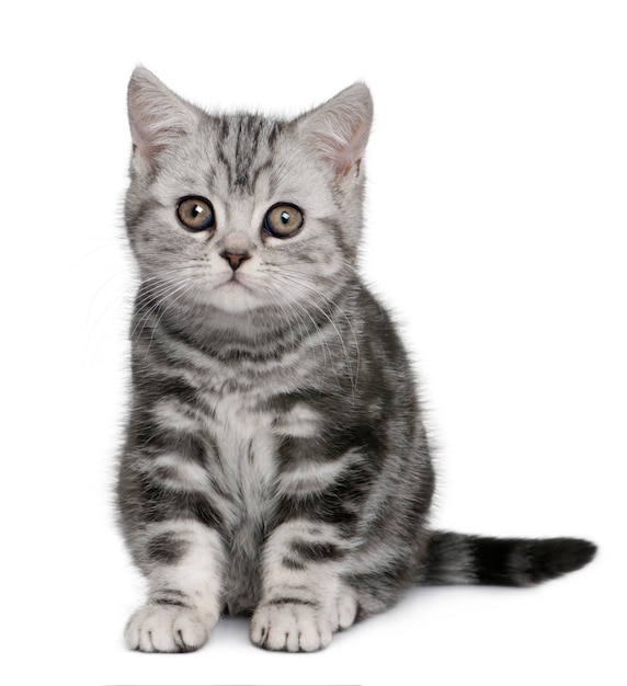 Chaton British Shorthair