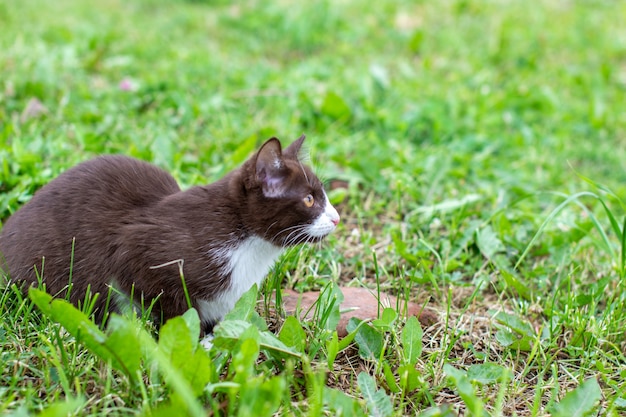 Chaton brun assis sur la pelouse, dans la nature par temps clair. Un chaton nommé Busia