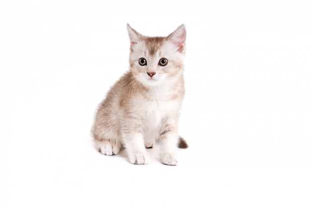 Chaton brun et blanc isolé sur blanc.