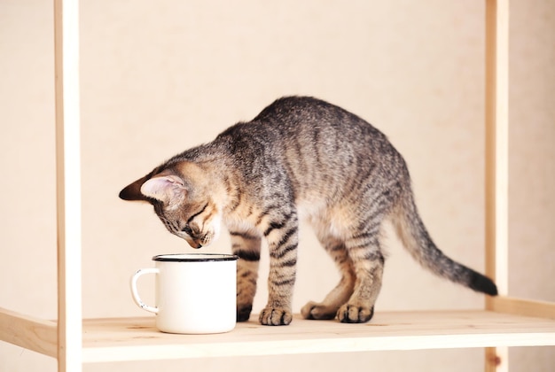 Chaton buvant dans une tasse à l'intérieur