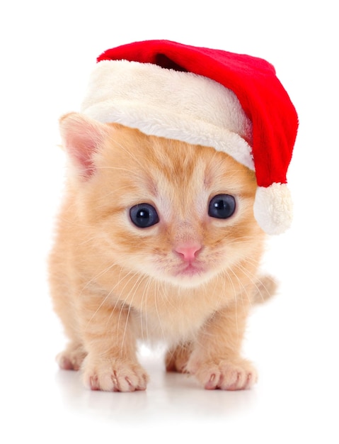 Un chaton avec un chapeau rouge de Père Noël