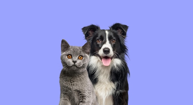 Photo chaton chat british shorthair et un chien border collie avec une expression heureuse ensemble sur fond bleu bannière encadrée regardant la caméra