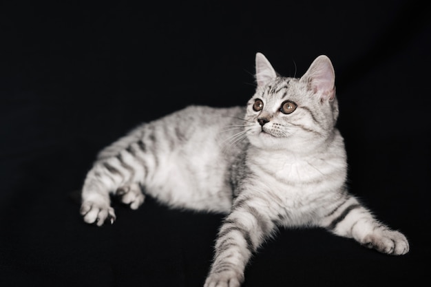 Chaton chat écossais droit couché sur un fond noir