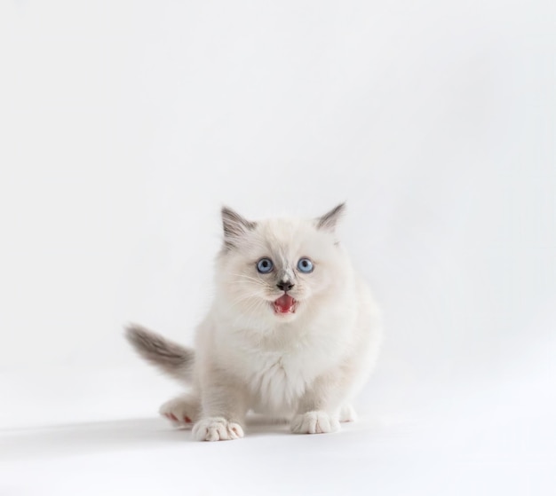 Chaton chat Ragdoll qui miaule