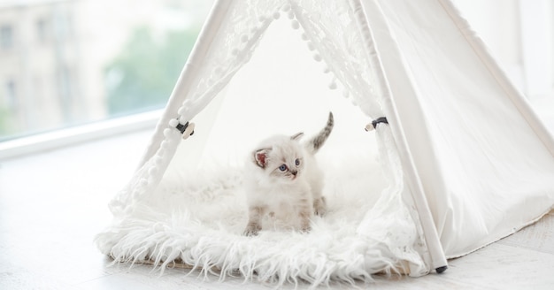 Chaton chat Ragdoll en studio