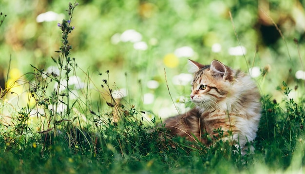 Un chaton chat sibérien chassant dans l'herbe