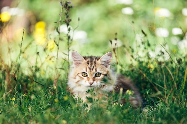 Un chaton chat sibérien jouant dans l'herbe