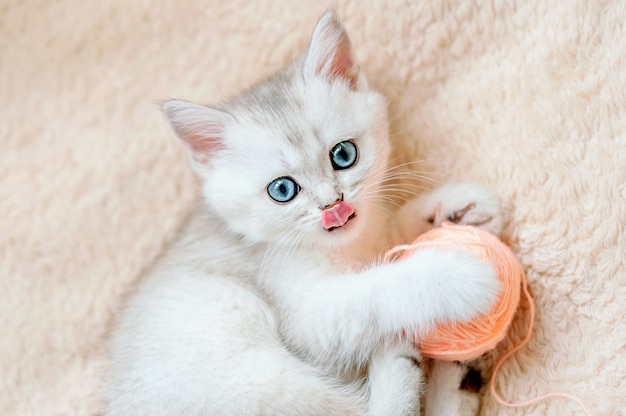 Chaton chinchilla argenté écossais avec des yeux bleus et une langue saillante joue avec une boule de fil rose