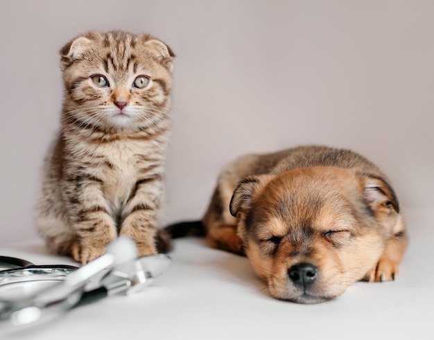 chaton et chiot endormi dans le bureau du vétérinaire, à côté d'un stéthoscope