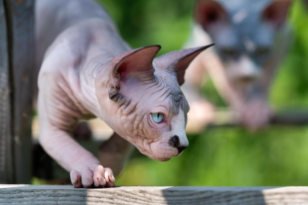 Un chaton courageux de race sans poils sphynx a grimpé sur la barre transversale et cherche une proie ci-dessous