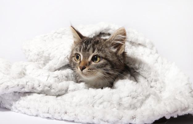 un chaton et une couverture sur fond blanc