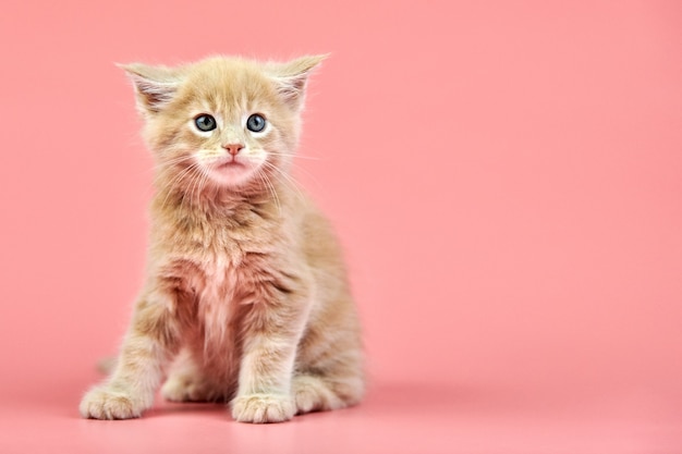 Chaton crème Maine coon. Chat mignon de race à poil court sur fond rose.