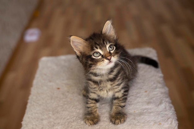 Chaton curieux Petit chat à la maison Petit animal de compagnie