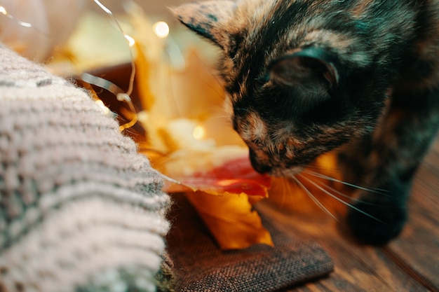 Le chaton curieux regarde une écharpe tricotée de chat de feuille d'automne et des feuilles d'automne sur un fond en bois