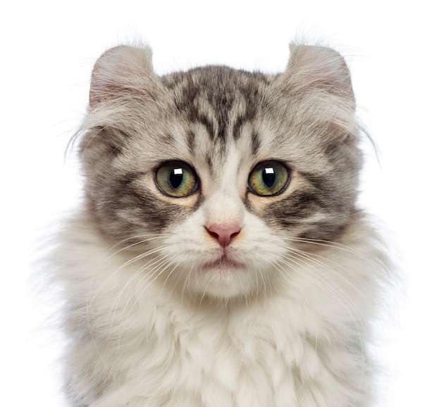 Chaton Curl américain (3 mois) à la recherche