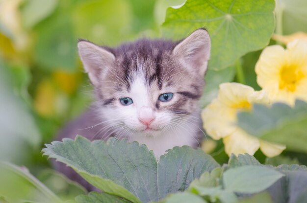 Chaton dans le jardin d'été Chaton marche sur l'herbe verte