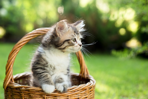 Un chaton dans un panier sur l'herbe, en été.