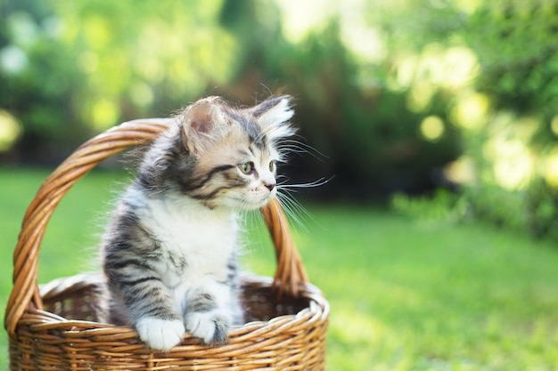 Un chaton dans un panier sur l'herbe, en été.