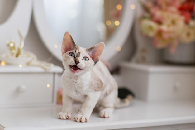 Le chaton Devon Rex écaille de tortue est assis sur une coiffeuse et dit miaou