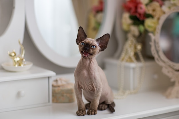 chaton devon rex est assis sur le verre de la jetée et miaule