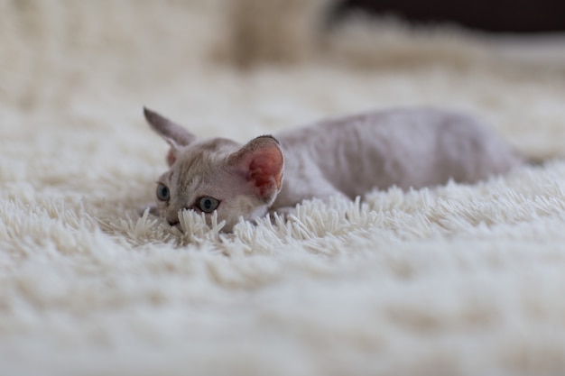 Chaton Devon Rex se trouve sur une couverture