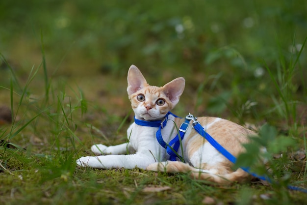 chaton devon rex se trouve dans le pré