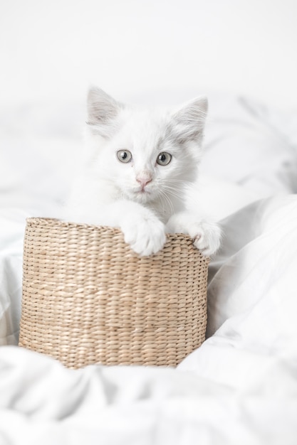 chaton domestique blanc dans un panier allongé sur le lit avec une couverture blanche pose drôle