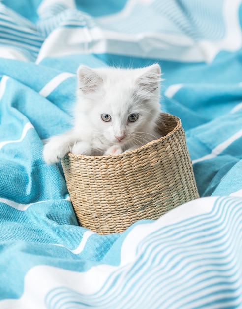 chaton domestique blanc dans un panier allongé sur le lit avec une couverture blanche pose drôle