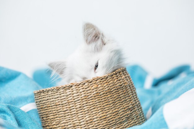 chaton domestique blanc dans un panier allongé sur le lit avec une couverture blanche pose drôle