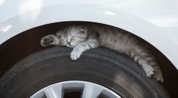 Le chaton dort sur un pneu de voiture