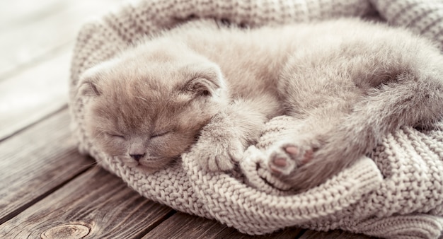 Photo chaton dort sur un pull