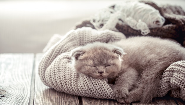 Chaton dort sur un pull