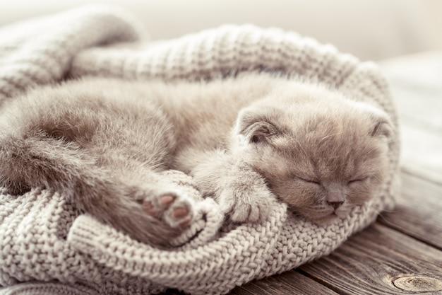 Chaton Dort Sur Un Pull