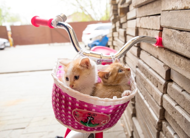 chaton doux dans le panier de vélo