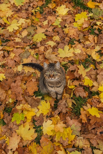 Chaton drôle dans les feuilles d'automne jaunes. Chat moelleux dans le parc de l'automne.