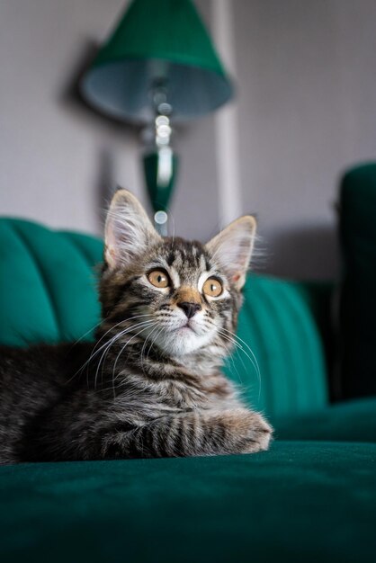 Chaton drôle à la maison chat allongé sur un lit