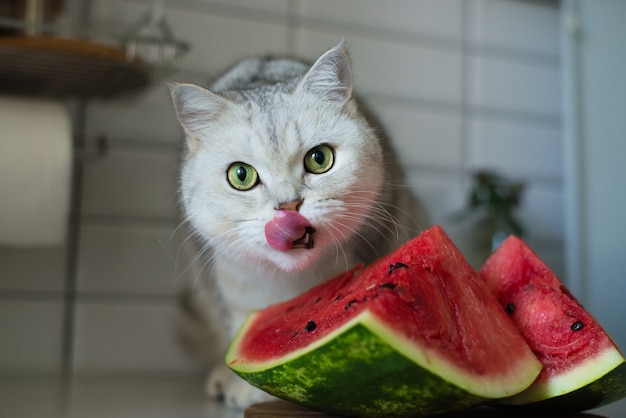 Chaton drôle mangeant la pastèque