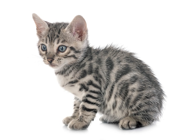 Chaton du Bengale sur blanc isolé