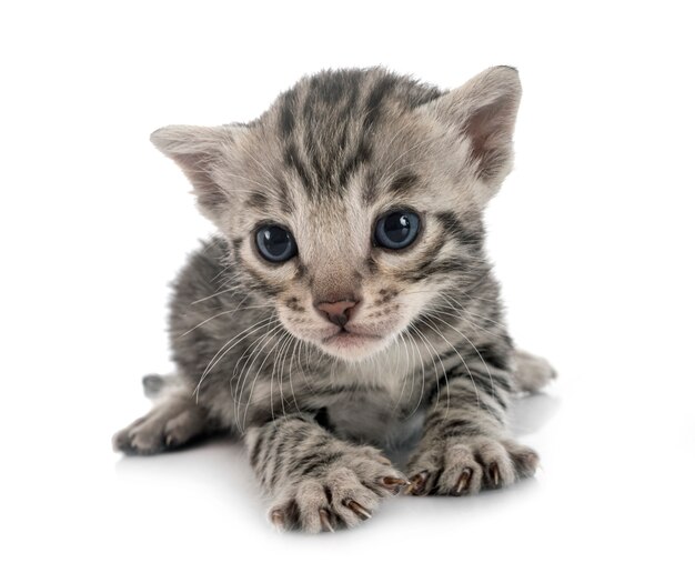 Chaton du Bengale sur mur blanc