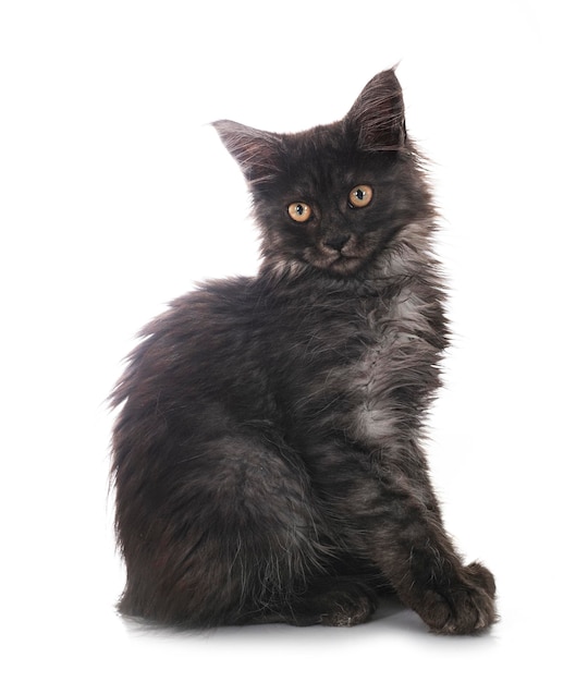 Le chaton du Maine Coon