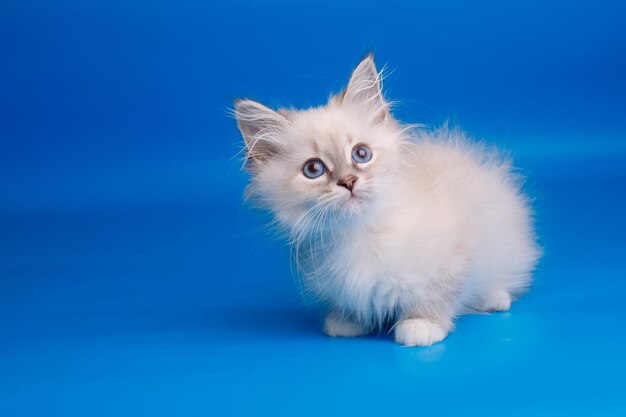 Chaton duveteux gris aux yeux bleus sur fond bleu