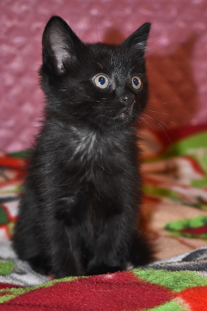 Photo chaton duveteux noir à la maison