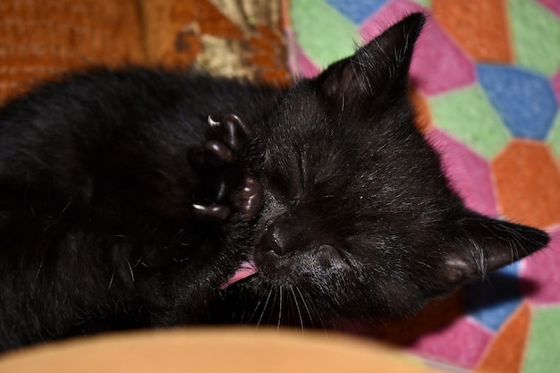 Chaton duveteux noir à la maison