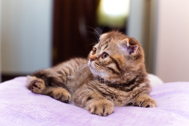 Chaton écossais couché sur un oreiller rose à la maison