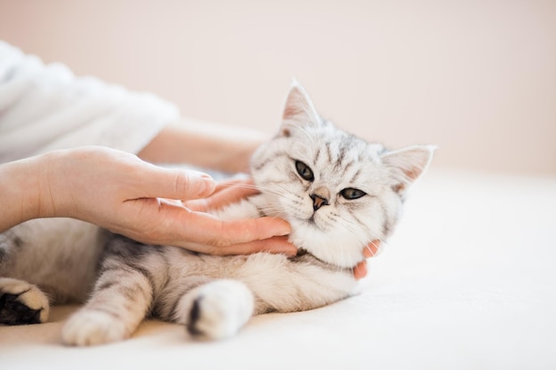 Chaton écossais dans les mains d'une fille Chat gris drôle