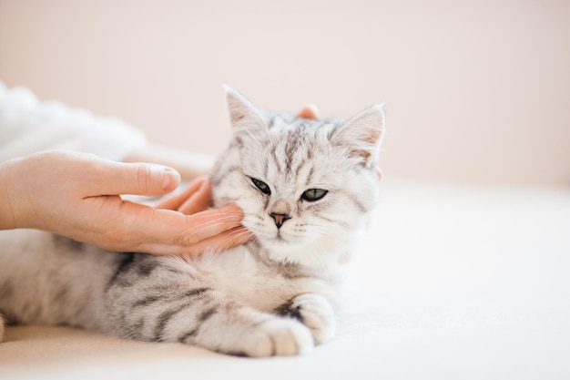 Chaton écossais dans les mains d'une fille Chat gris drôle