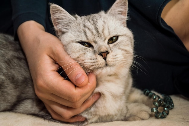 Chaton écossais dans les mains d'une fille Chat gris drôle